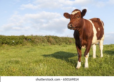 Ayrshire Cow