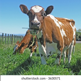 Ayrshire Cow Eating