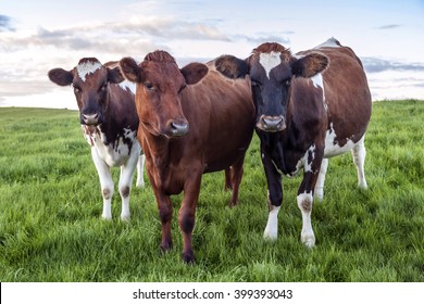 Ayrshire Cows