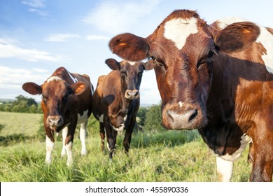 Ayrshire Cows