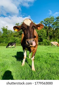 Ayrshire Dairy Cow Sticking Out Her Tongue 