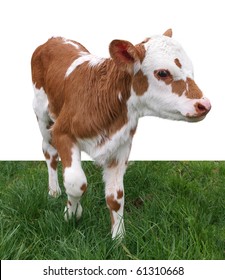 Ayrshire Hereford Cross Calf isolated with clipping path