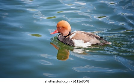 Aythyini Sea Duck Swims In The Pond