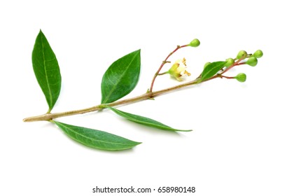 Ayurvedic Henna Flower With Leaves