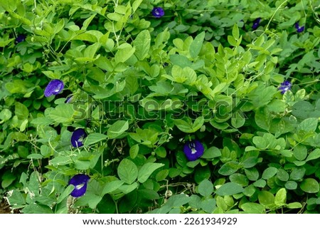 Ayurvedic medicinal plant with blue flowers scientific name clitorea ternatea (butterfly pea) 
