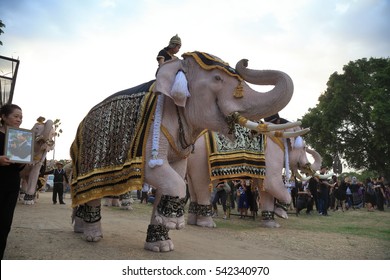 Ayutthaya, Thailand December 24, 2016 : White Eleven elephants to pay respect to late Thai king Bhumibol Adulyadej at Ayutthaya on December 24, 2016 in Ayutthaya, Thailand