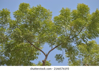 Azadirachta Indica, Commonly Known As Neem, Or Indian Lilac, Is A Tree In The Mahogany Family Meliaceae.