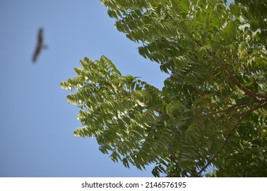 Azadirachta Indica, Commonly Known As Neem, Or Indian Lilac, Is A Tree In The Mahogany Family Meliaceae.