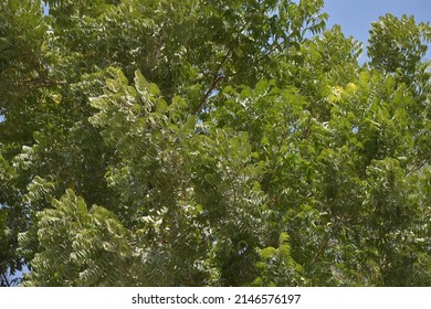 Azadirachta Indica, Commonly Known As Neem, Or Indian Lilac, Is A Tree In The Mahogany Family Meliaceae.