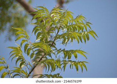 Azadirachta Indica, Commonly Known As Neem, Or Indian Lilac, Is A Tree In The Mahogany Family Meliaceae.