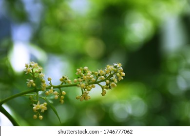 Azadirachta indica on a blurred background, Neem Flower on a blurred background - Shutterstock ID 1746777062