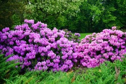 Azalea , Blooming Rhododendron ,  - Beautiful Flowering Decorative Shrubs