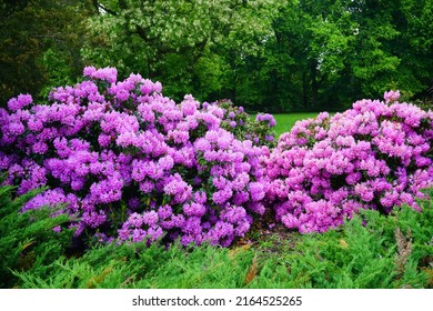 Azalea , blooming rhododendron ,  - beautiful flowering decorative shrubs - Shutterstock ID 2164525265