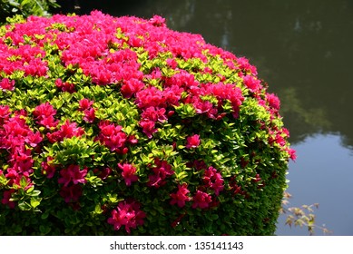 Azalea Bush In Japan