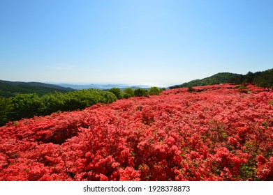 Azalea Festival In Motoyoshi Miyagi Japan