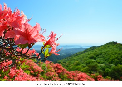 Azalea Festival In Motoyoshi Miyagi Japan