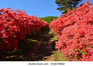 Azalea Festival In Motoyoshi Miyagi Japan