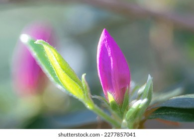 azalea flower budding during spring season - Shutterstock ID 2277857041