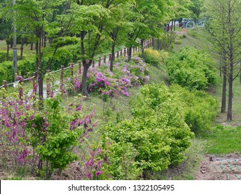 Azalea Flower Field in Korea
