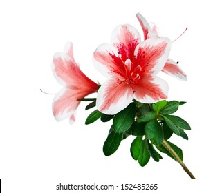 Azalea Flower Isolated On White Background