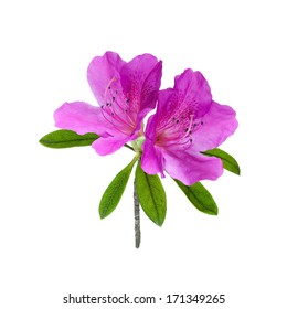 Azalea Flower Isolated On White