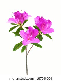 Azalea Flower Isolated On White