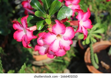 Azalea Flower In My Home.