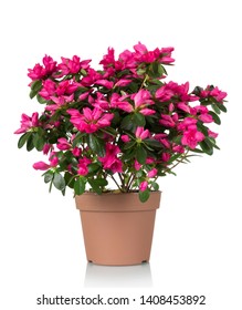 Azalea Flower Pot Bright Beautiful Pink Stock Photo 1408453892 ...