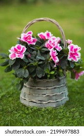 Azalea Flower (rhododendron) Room In A Beautiful Vintage Wicker Basket On A Flat Green Lawn. Gardening And Houseplant Care.