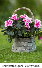 Azalea Flower (rhododendron) Room In A Beautiful Vintage Wicker Basket On A Flat Green Lawn. Gardening And Houseplant Care.