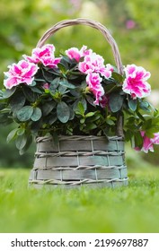 Azalea Flower (rhododendron) Room In A Beautiful Vintage Wicker Basket On A Flat Green Lawn. Gardening And Houseplant Care.