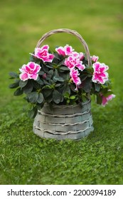 Azalea Flower (rhododendron) Room In A Beautiful Vintage Wicker Basket On A Flat Green Lawn. Gardening And Houseplant Care.