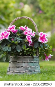 Azalea Flower (rhododendron) Room In A Beautiful Vintage Wicker Basket On A Flat Green Lawn. Gardening And Houseplant Care.