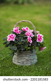 Azalea Flower (rhododendron) Room In A Beautiful Vintage Wicker Basket On A Flat Green Lawn. Gardening And Houseplant Care.