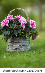 Azalea Flower (rhododendron) Room In A Beautiful Vintage Wicker Basket On A Flat Green Lawn. Gardening And Houseplant Care.