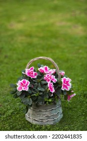 Azalea Flower (rhododendron) Room In A Beautiful Vintage Wicker Basket On A Flat Green Lawn. Gardening And Houseplant Care.