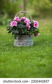 Azalea Flower (rhododendron) Room In A Beautiful Vintage Wicker Basket On A Flat Green Lawn. Gardening And Houseplant Care.