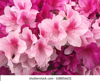 Azalea Flowers