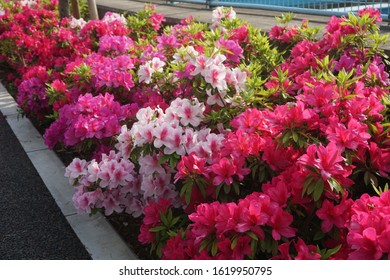 Azalea Flowers Blooming In Spring In Japan