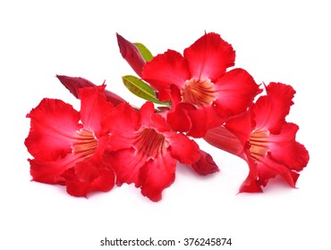 Azalea Flowers Isolated On White Background