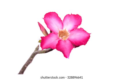 Azalea Flowers On A White Background