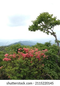 Azalea  Forest On Arayama Akagi Gunma Japan