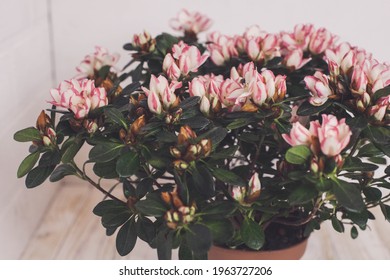 Azalea. Home Flower. Flowering Flowerpot. 