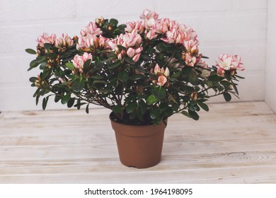 Azalea. Home Flower. Flowering Flowerpot. Minimalism