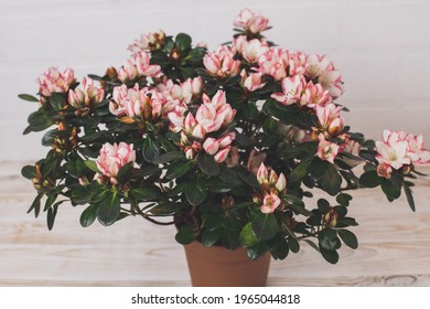 Azalea. Home Flower. Flowering Flowerpot. White Background