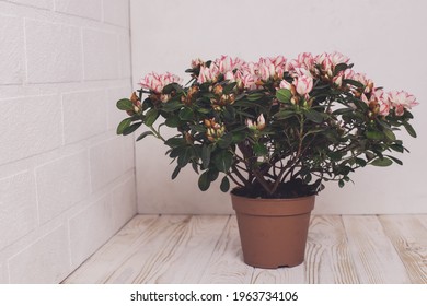 Azalea. Home Flower. 
Flowerpot. Pink And White Flowers On A Branch