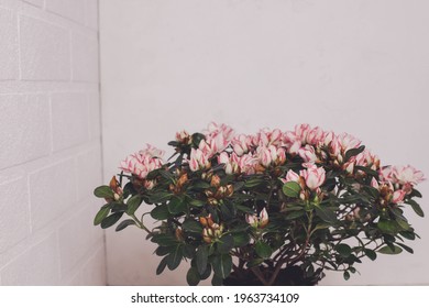 Azalea. Home Flower. 
Flowerpot. Pink And White Flowers On A Branch