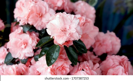 Azalea Indica, Flowering Shrub In The Genus Rhododendron In Pot At Home. 