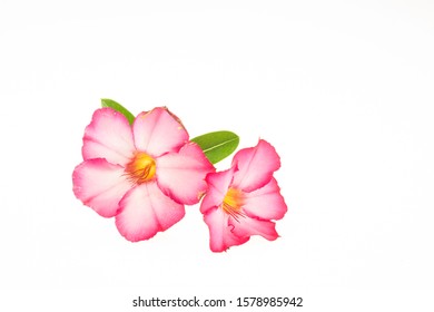 Azalea Isolated On A White Background