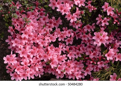 Azalea Japonica